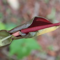 Typhonium trilobatum (L.) Schott